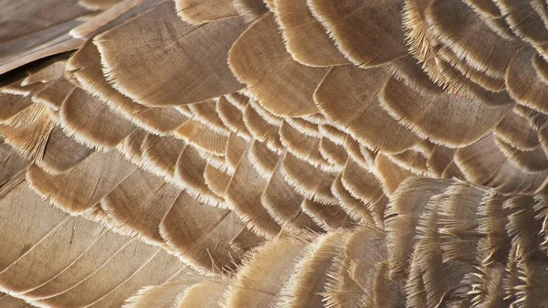 Layers of textured feathers of the Canada Goose — Stock Photo, Image