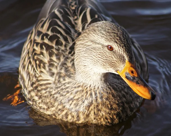 Mira lo guapo que soy - primer plano de una hembra de pato Mallard mirando a la cámara — Foto de Stock