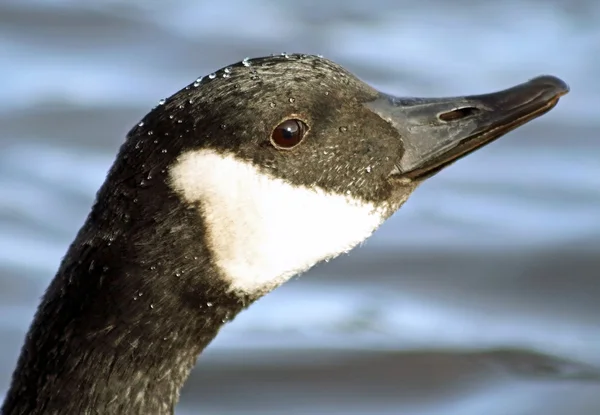 Close-up do Ganso do Canadá com suas marcações distintivas em preto e branco. Gotas de água em penas — Fotografia de Stock