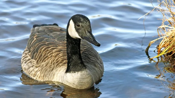 Il Canada Goose nuota su acque blu increspate — Foto Stock