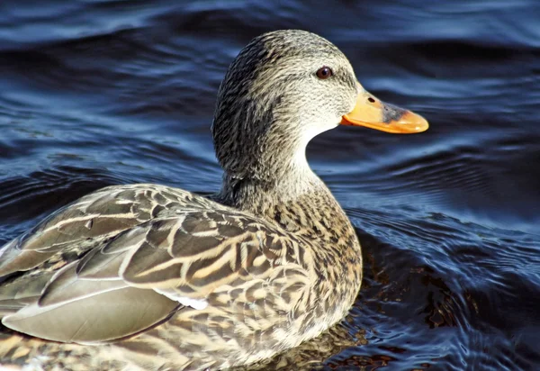 Close up of a Mallard duck female swimming on blue waters — Stock Photo, Image