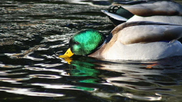 Mallard pato macho alimentação por skimming superfície de água com bico — Fotografia de Stock