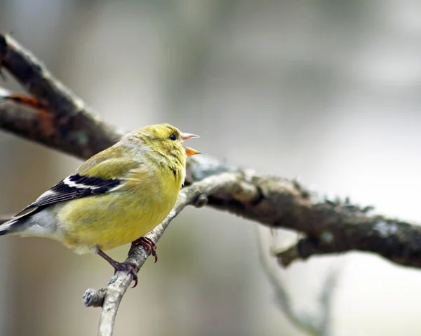 Tiny Yellow Finch singing her heart out while perched on a branch — Stock Photo, Image