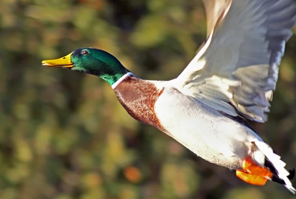 Mallard pato macho com suas marcações distintivas voando livre com asas espalhadas — Fotografia de Stock