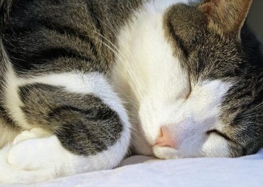 Rahat ve içerik - selâmetle onun yastık uyku aile kedi