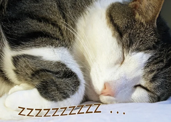 居心地のよい、コンテンツ - キャッチいくつかの zzzzz の枕でぐっすり寝ている家族の猫 — ストック写真