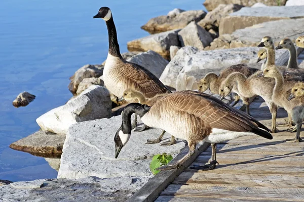 Pair of Adult Canada Geese lead their young goslings over a rocky ledge towards the water — Stock Photo, Image