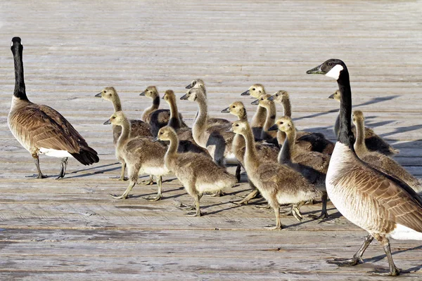 Zwei erwachsene Kanadagänse führen ihre Jungen über die Uferpromenade — Stockfoto