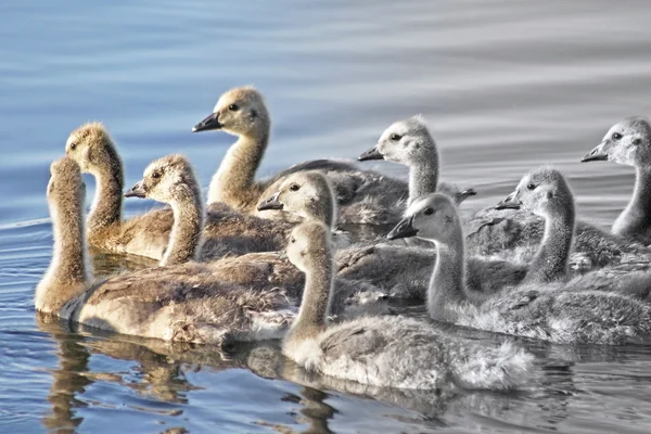 Gruppo di oche che nuotano insieme in acque calme — Foto Stock