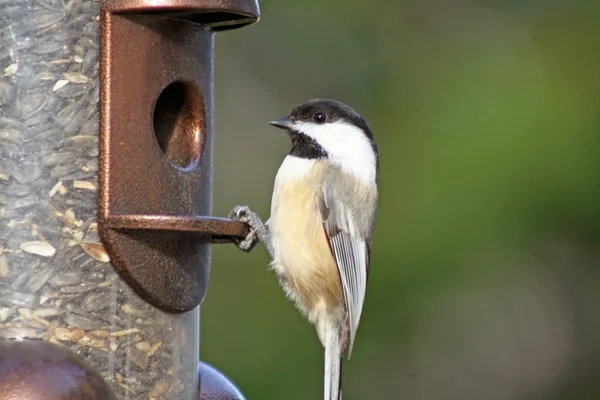 Chickadee en comedero de aves lleno de semillas — Foto de Stock