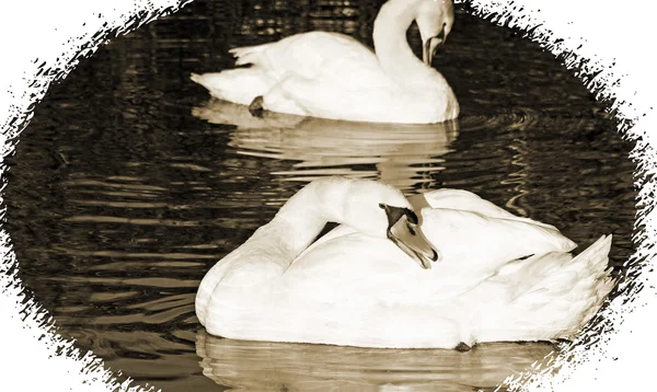 Beautiful Mute Swans preening their feathers while floating on waters surface.  Sepia tone and vintage look border — Stock Photo, Image