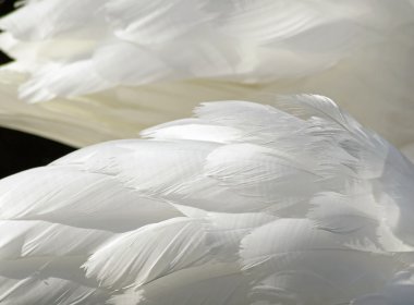 The layered wispy white feathers of a Mute Swan clipart