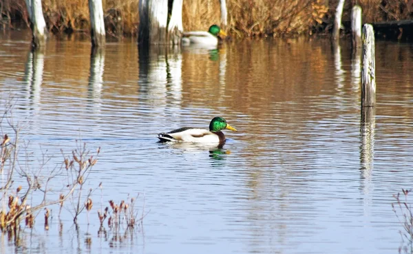 Mallard eenden zwemmen op kalme wateren op natuurlijke moerassen — Stockfoto