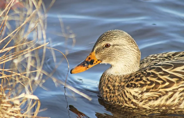 Mallard pato hembra nadando hacia Reed gramíneas en Marsh — Foto de Stock