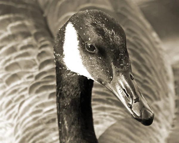 Close up of a Canada Goose in Sepia Tone — Stock Photo, Image