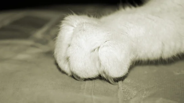 Nahaufnahme einer Katzenkralle mit Nägeln, die in Material graben — Stockfoto