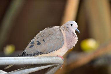 Kulaklı Dove (Zenaida auriculata)
