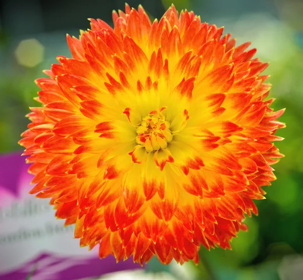 Beautiful dahlia flower — Stock Photo, Image