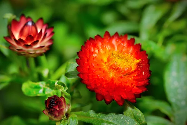 Flor de paja seca o eterna (Helichrysum bractaetum ) —  Fotos de Stock