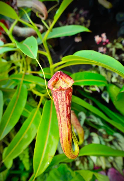 Bahçe içinde güzel nepenthes — Stok fotoğraf