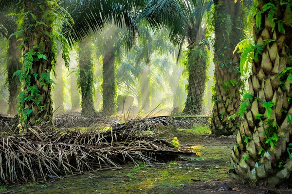 Plantacji oleju palmowego — Zdjęcie stockowe