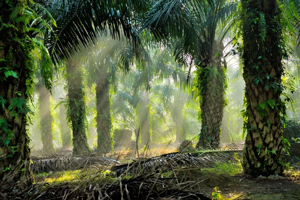 Olja palm plantation — Stockfoto