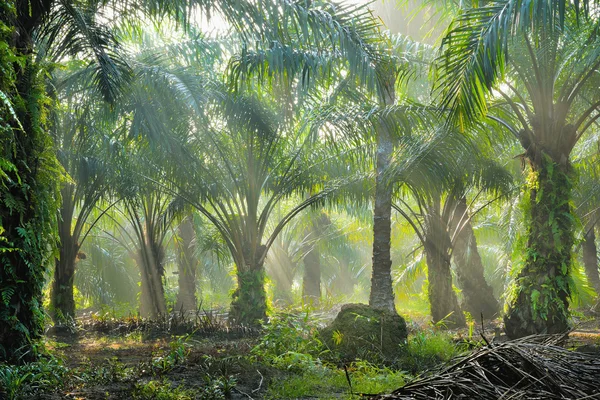 Olja palm plantation — Stockfoto