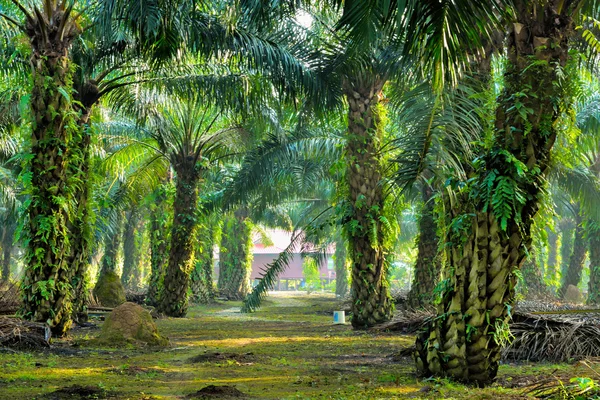 Olja palm plantation — Stockfoto