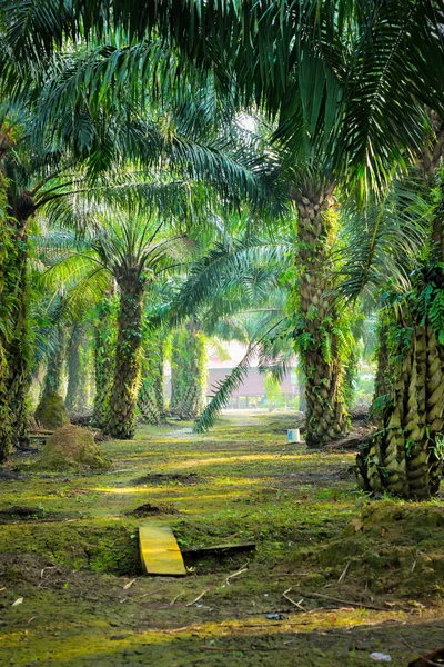 Oil Palm Plantation — Stock Photo, Image