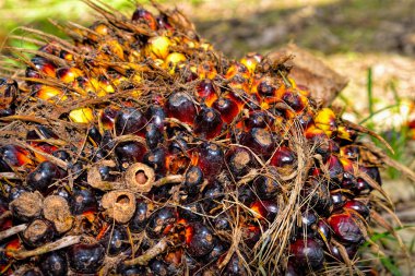 palmiye yağı taze meyve, seçici odak yakın çekim.  