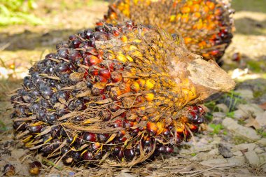 Taze palmiye meyvelerini yakın.