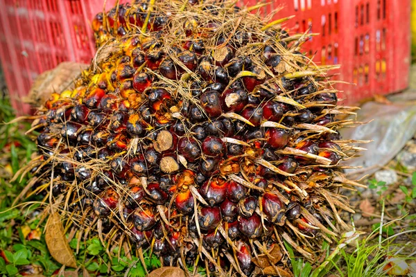 Zbliżenie świeżego oleju palmowego — Zdjęcie stockowe