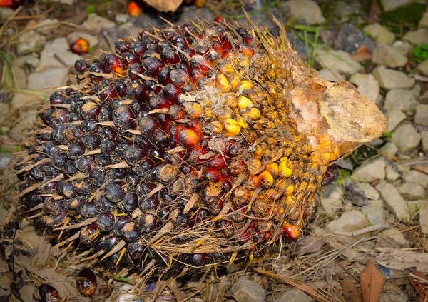 Sluiten van verse oliepalmvruchten — Stockfoto