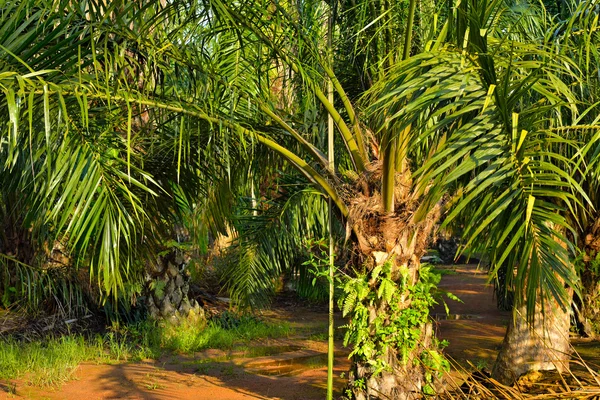 Olja palm plantation — Stockfoto