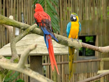 Renkli macaws yakın çekim