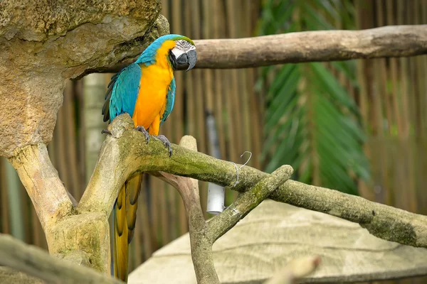 다채로운 macaws의 클로즈업 — 스톡 사진