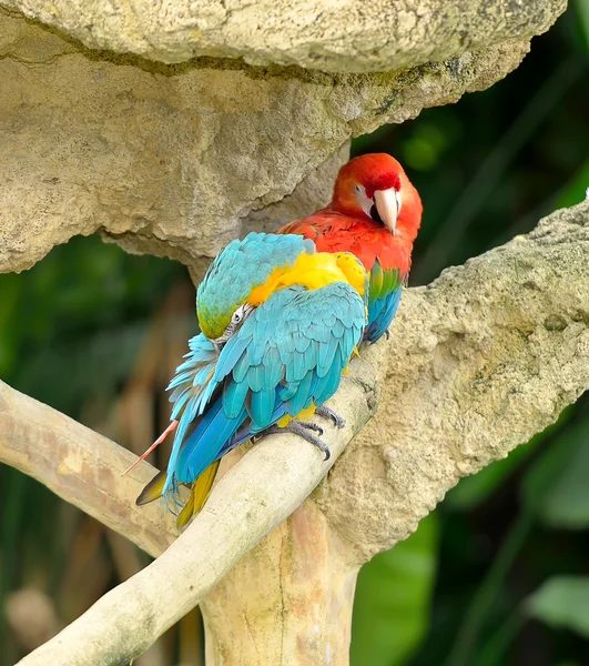 Primo piano di macao colorati — Foto Stock