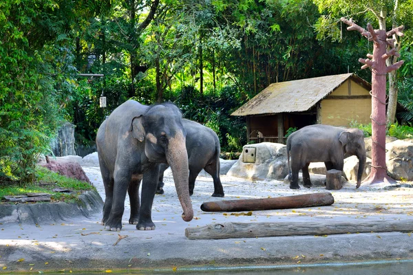 The Asian Elephant — Stock Photo, Image