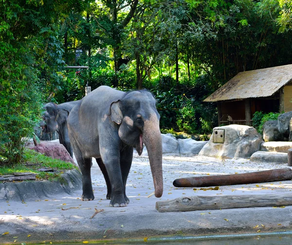 De Aziatische olifant — Stockfoto