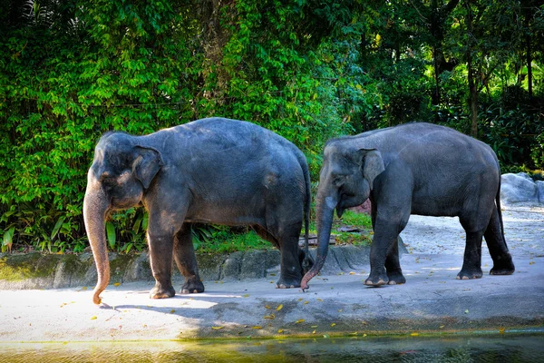 De Aziatische olifant — Stockfoto