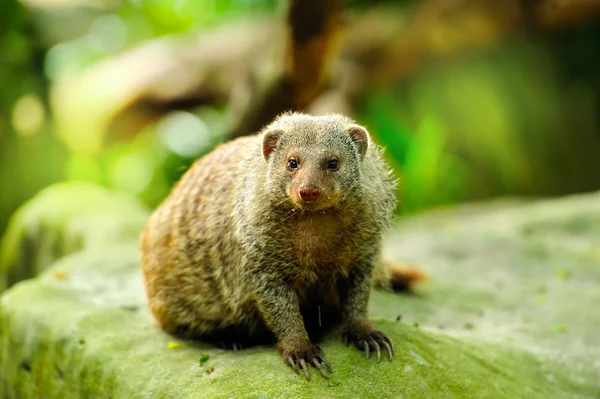 Musang bersayap (Mungos mungo) — Stok Foto