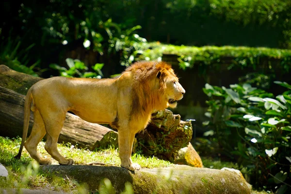 Gyönyörű oroszlán, szelektív összpontosít. — Stock Fotó