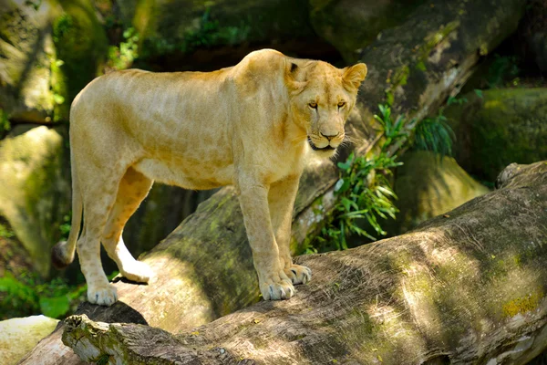 Nádherný lev, selektivní zaměření. — Stock fotografie