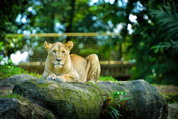 Mooie Leeuw, selectieve aandacht. — Stockfoto