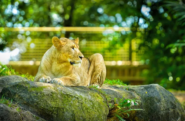 Piękny lew, Selektywny fokus. — Zdjęcie stockowe