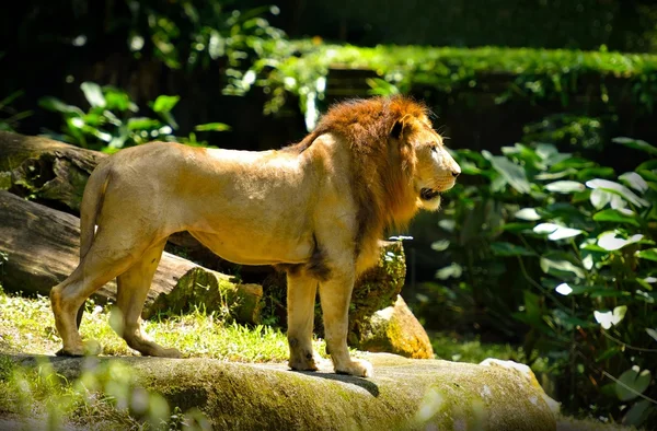 Beautiful lion, selective focus. — Stock Photo, Image