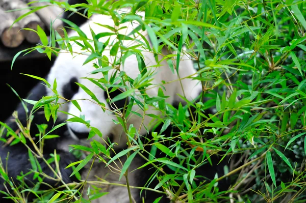 Panda gigante bonito — Fotografia de Stock