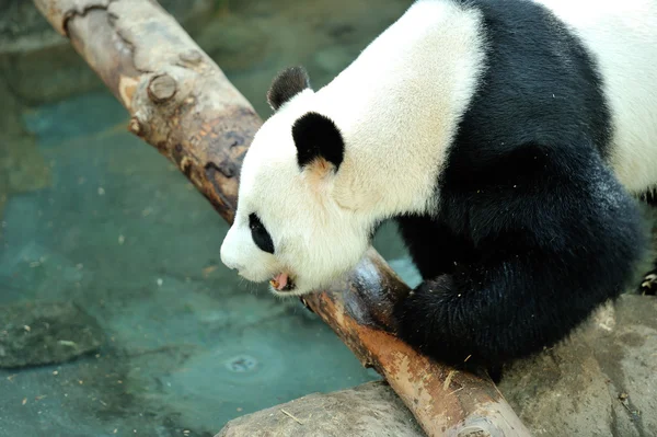 可爱的大熊猫 — 图库照片