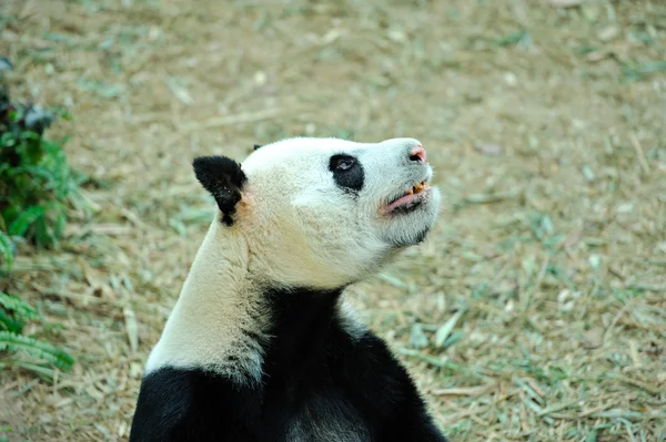 Panda gigante bonito — Fotografia de Stock