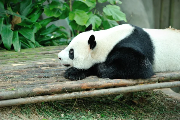 Panda gigante bonito — Fotografia de Stock